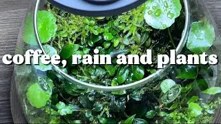 Coffee, Rain and Plants Aesthetic 🌧️ | Cozy Morning Vibes with Dooa Shizuku