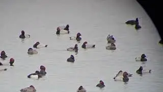 Hybrid Ferruginous duck x Common pochard - Biddinghuizen - 16-11-2025