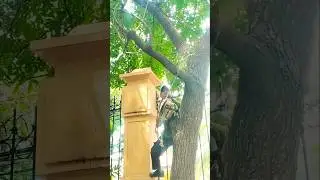 Woodworking skills, tree cutting skill techniques #shortvideo #treecutting #chainsawman