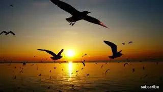 Serenity of Earth | 4K Relaxing Nature Film