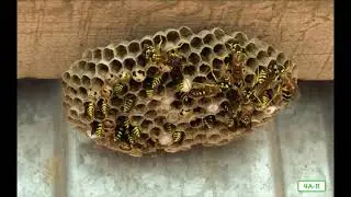 Social Insects: Bees and Wasps