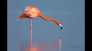 The Bahamas National Trust Says Thank-you! 2017