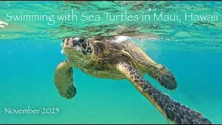 Swimming with Sea Turtles in Maui, Hawaii - 15 minutes of Relaxation 🐢🏝️