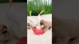 A good heart of a puppy 💕 #puppy #heart #animalshorts #reaction