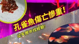 孔雀魚傷亡慘重！從失敗中獲取養魚經驗 #孔雀魚 #观赏魚 #養魚