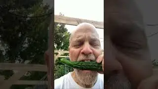 Harvesting and EATING the VERY FIRST SUYO LONG CUCUMBER of the SEASON! #shorts