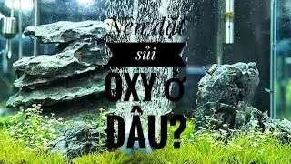 Fish 131: Cá vàng có cần sủi oxy hay không? Nên đặt sủi oxy ở đâu là hợp lý