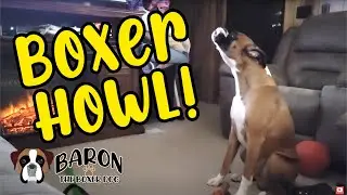 Boxer Dog HOWLS for the FIRST TIME! Baron the Boxer Dog howling