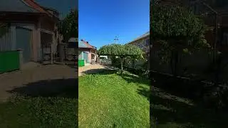 🌳 Amazing Tree Transformation Topiary Art#GardenArt #TreeShaping #gardenart #树木造型
