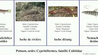 Fish, ordre Cypriniformes, famille Cobitidae brucei leonardi striata loche oblonga Pangio Cobitis