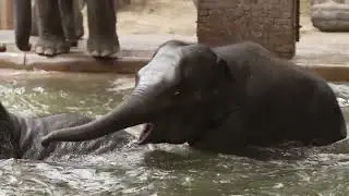 elephant swimming video zoo,german moderation,Zoo Videos Leipzig,zoo baby animals
