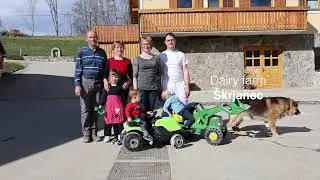 Making Yogurt from 200l milk - Reference Škrjanec diary