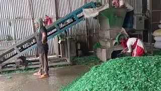 Pet Bottle Green Crushing by sheikh plastic recycling business