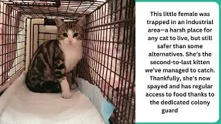 Trapped, Spayed, and Released: Giving a Feral Cat a Better Life