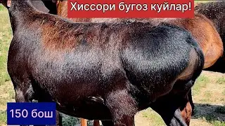 Хиссори бугоз куйлар! Сотилиб кетган 