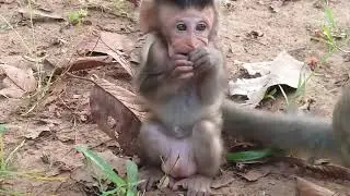 It Is The First Time For Baby Monkey To Eat Orange Fruit