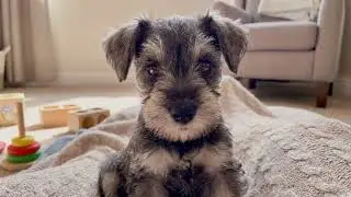 Mini Schnauzer Curious Puppy - 4k Screensaver - No Sound