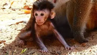 Poor Cute New Baby Monkey Dax! Update Baby Monkey From Diasy!