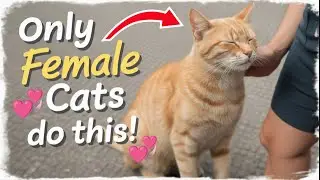 Female Cats Have a SECRET Way of Showing Love and Affection
