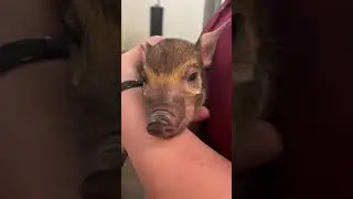Nashville Zoo Welcomes First-Ever Red River Hog Piglets