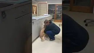 Lifting a dog