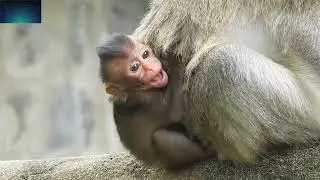 My god..little baby monkey scream loudly when hungry milk