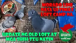 MORADO LINE NASA ULTIMAX LOFT NA / UPDATE NG OLD LOFT AT MGA SHIH TZU NATIN.