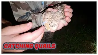 How to catch a Quail with your hands and a net...