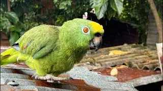 Loros que hablan 😱🥰
