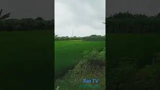 hijaunya tebu #Riotv 🌳🌳🌳🌳🌳