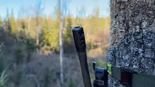 Rifle Hunting Landlocked Michigan Public Bedding Area