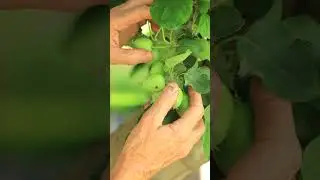 Thinning Apples for the Best Production