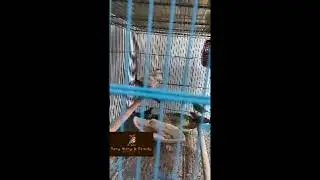 Tony Mony kingdom daily routine #finch #alexanderparrot #cockatiel #sunconure #africangrey