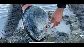 Visited Mill Bay, Clam Digging