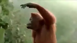 Mono saltar&iacute;n