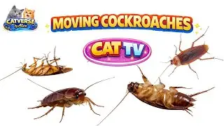 Cat GAME TV: Moving Cockroaches 🪳 Watch & Relax | 3 Hours