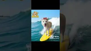 Summer Grooms at Fitzy's Dog Grooming