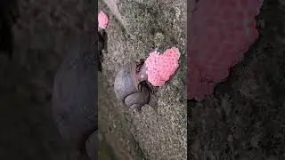 Apple Snail Laying Eggs 🐌🔬 4K Close Up