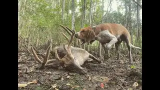 Black Water Buck &mdash; восстановление запасов