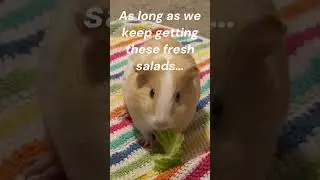 Cleaning the cage again!! #guineapighome