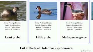 Birds of Order Podicipediformes grebe
