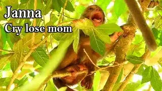 Poorest baby monkey Janna cry losing mom, Jane | Janna cry call mom come back to her