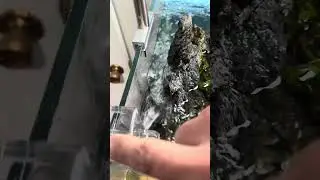 All In One Lily Pipe with Skimmer explained