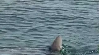 BoDream Expedition#1 (Baja) - Ocean Sunfish/ Sol Fish