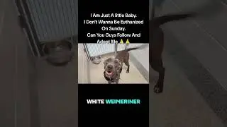 Pittie needs help. #pitbullrescue #rescuedog #poorpuppy #petsvlog #usashorts #trendingnow