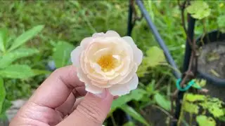 First Bloom of my Desdemona rose in the Philippines 🌹