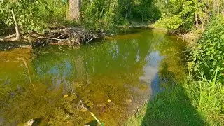 Fishing For ELUSIVE BASS In A KNEE DEEP Creek!!