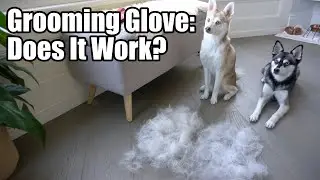 Dog shedding glove: Does it work on mini huskies?