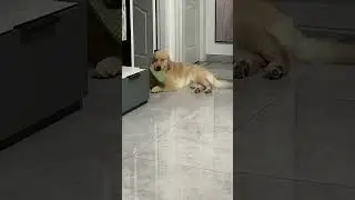 Friendly Interaction with a Funny Golden Retriever #AdorablePup #SmilingDog