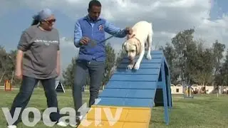 These Pups Are Working Out At An All-Dog Gym